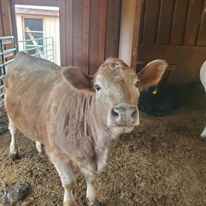 Meet your Posher, Frank